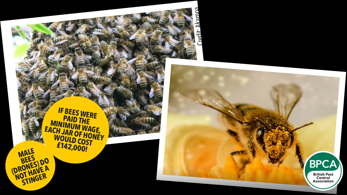 Facts about the European honey bee Facts about the European honey bee